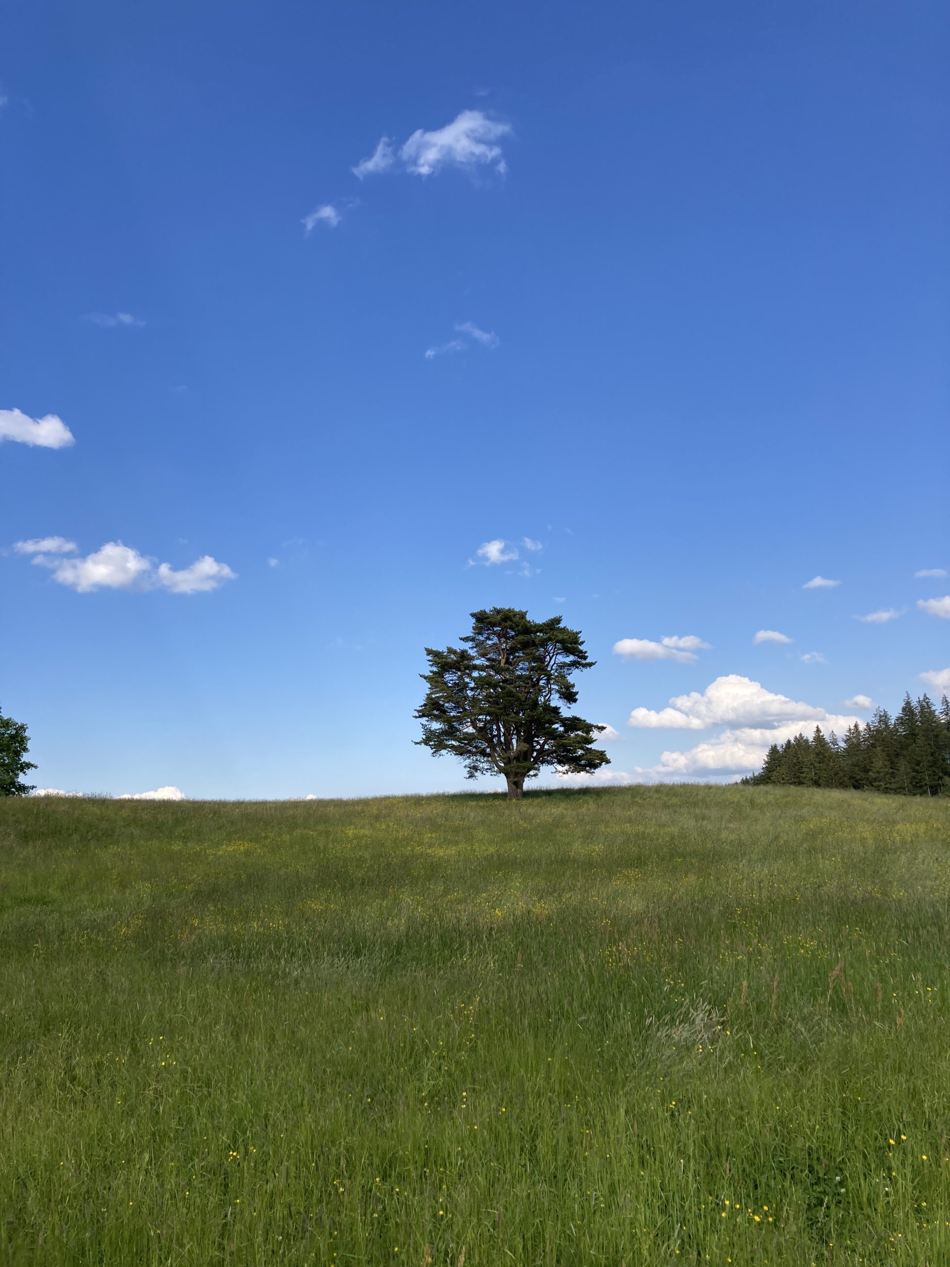 Ein Baum am Horizont vor blauem Himmel. Im Vordergrund eine Wiese.