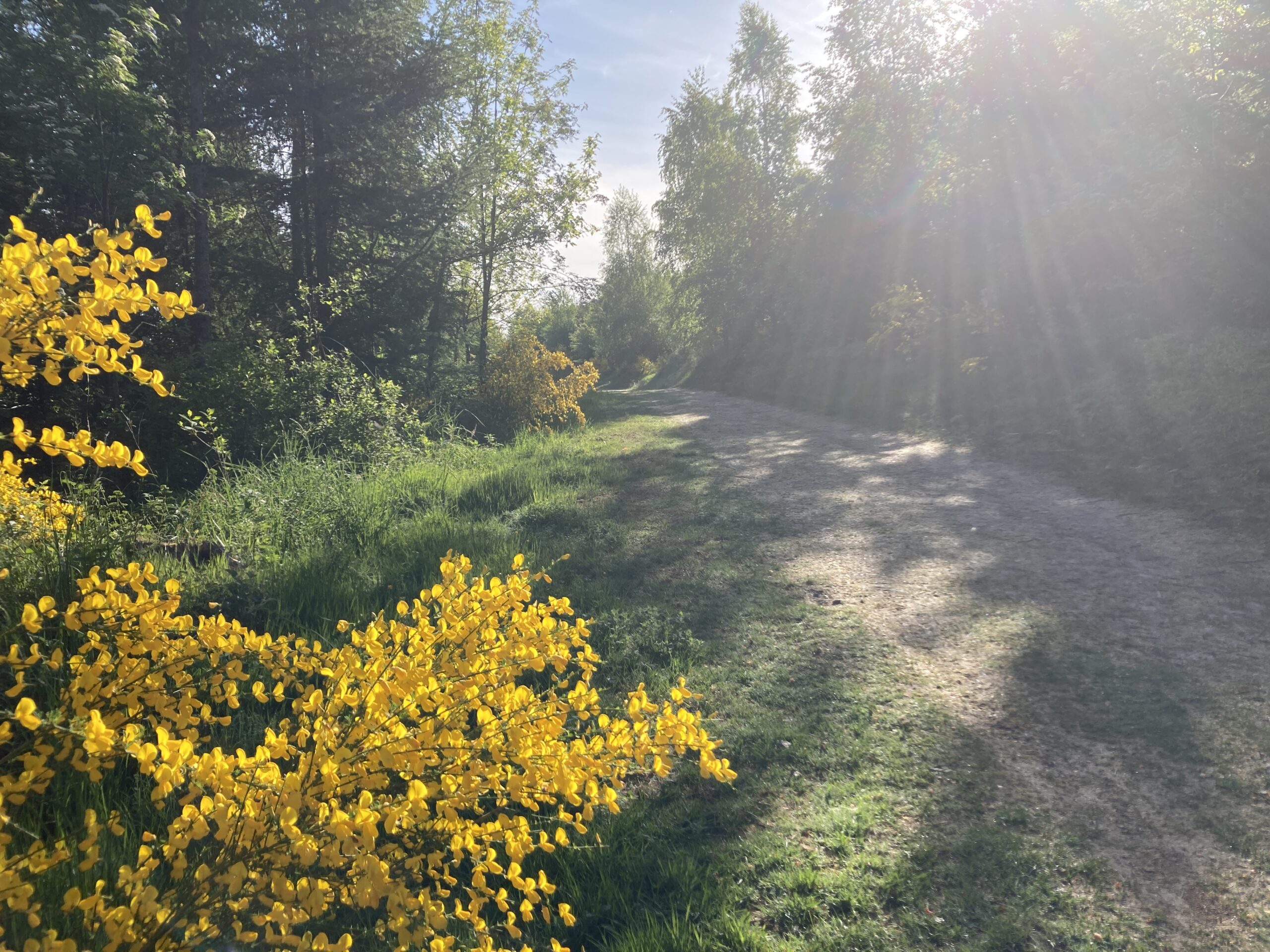 Weg im Morgenlicht