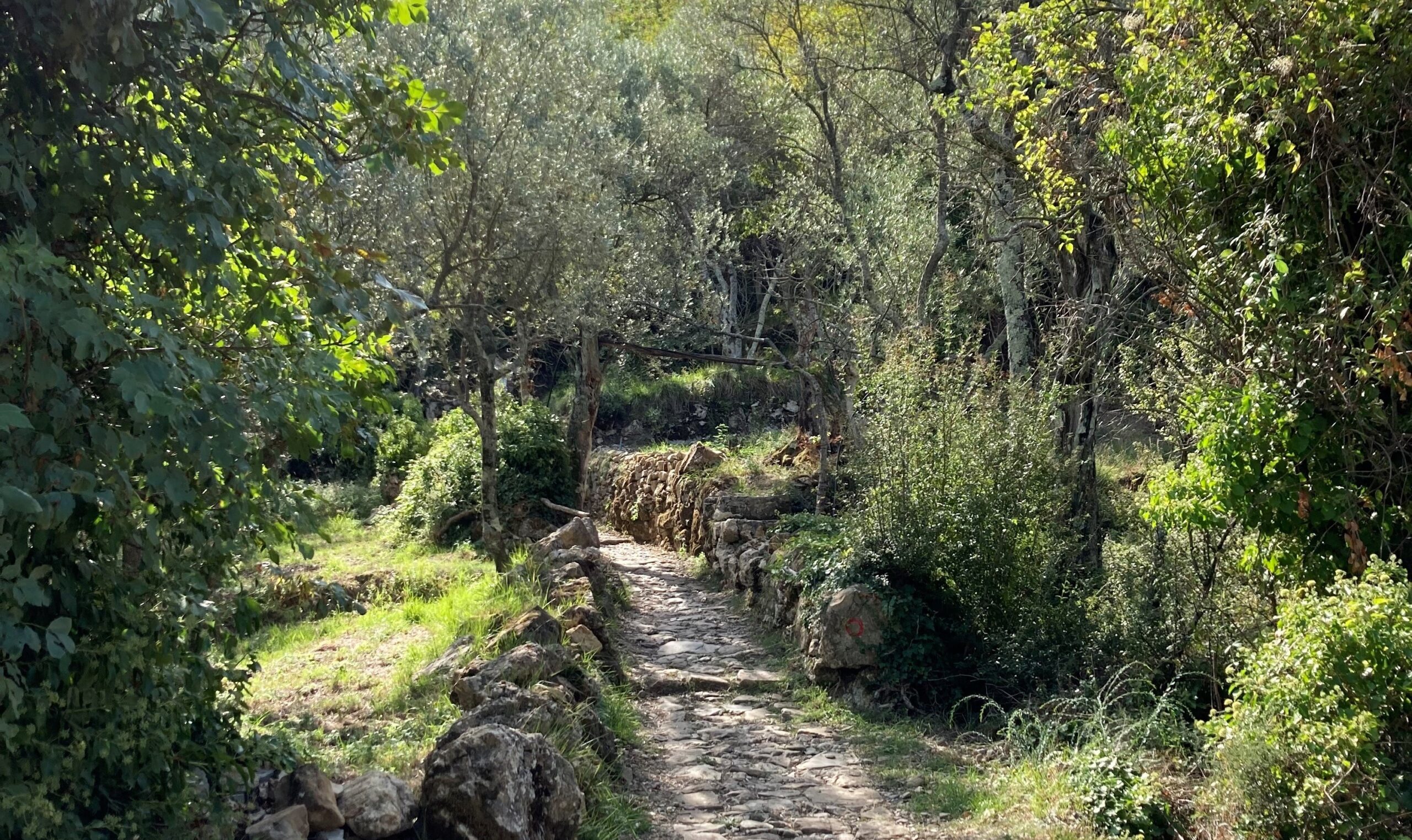 Ein Weg durch einen Olivenhain