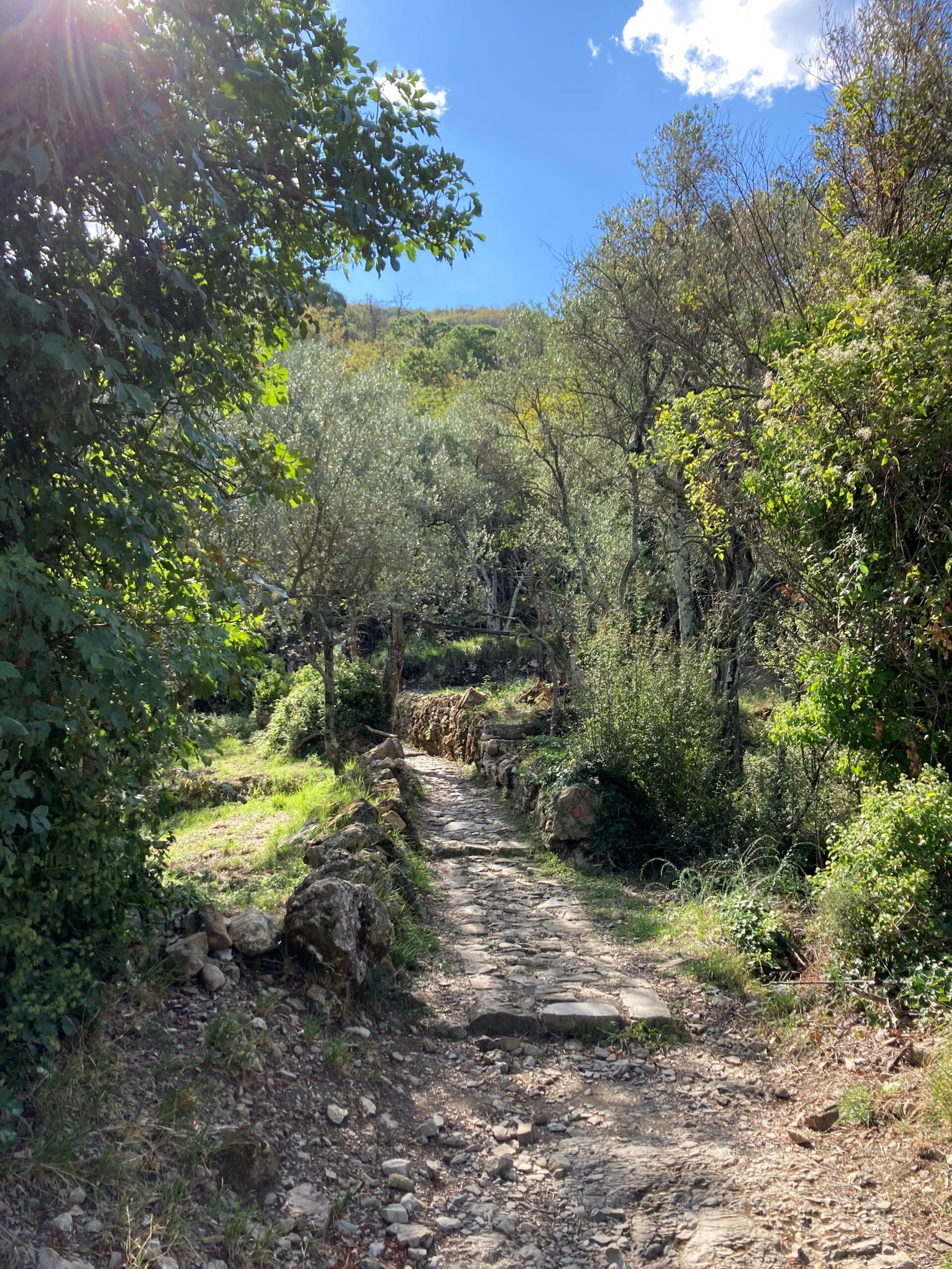Ein gepflasterter Weg durch einen Olivenhain