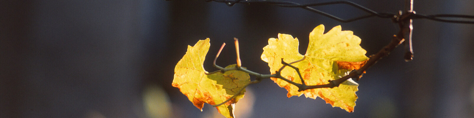 Weinblätter im Gegenlicht
