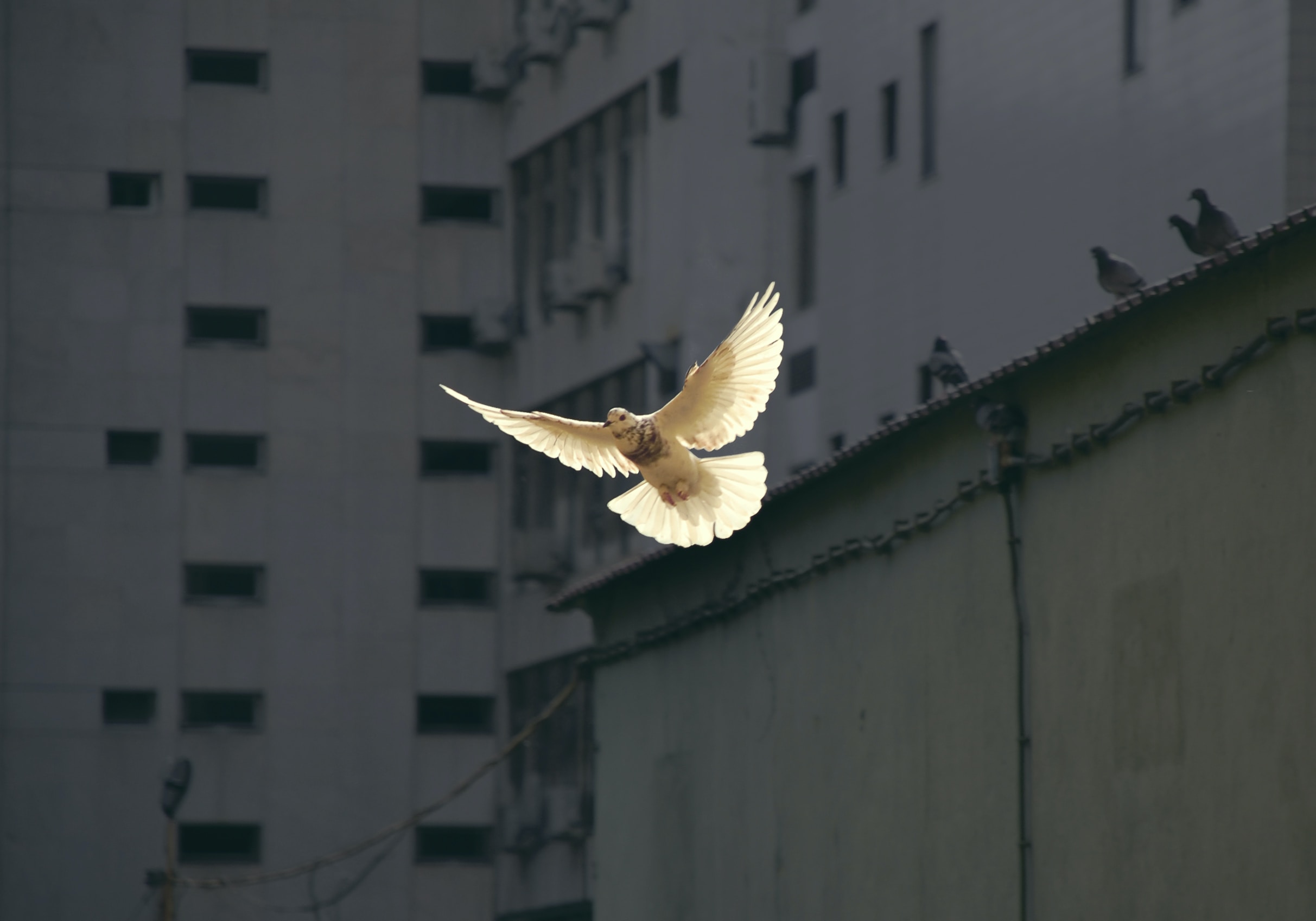 sunguk-kim-JhqBxsORuXA-unsplash Friedenstaube