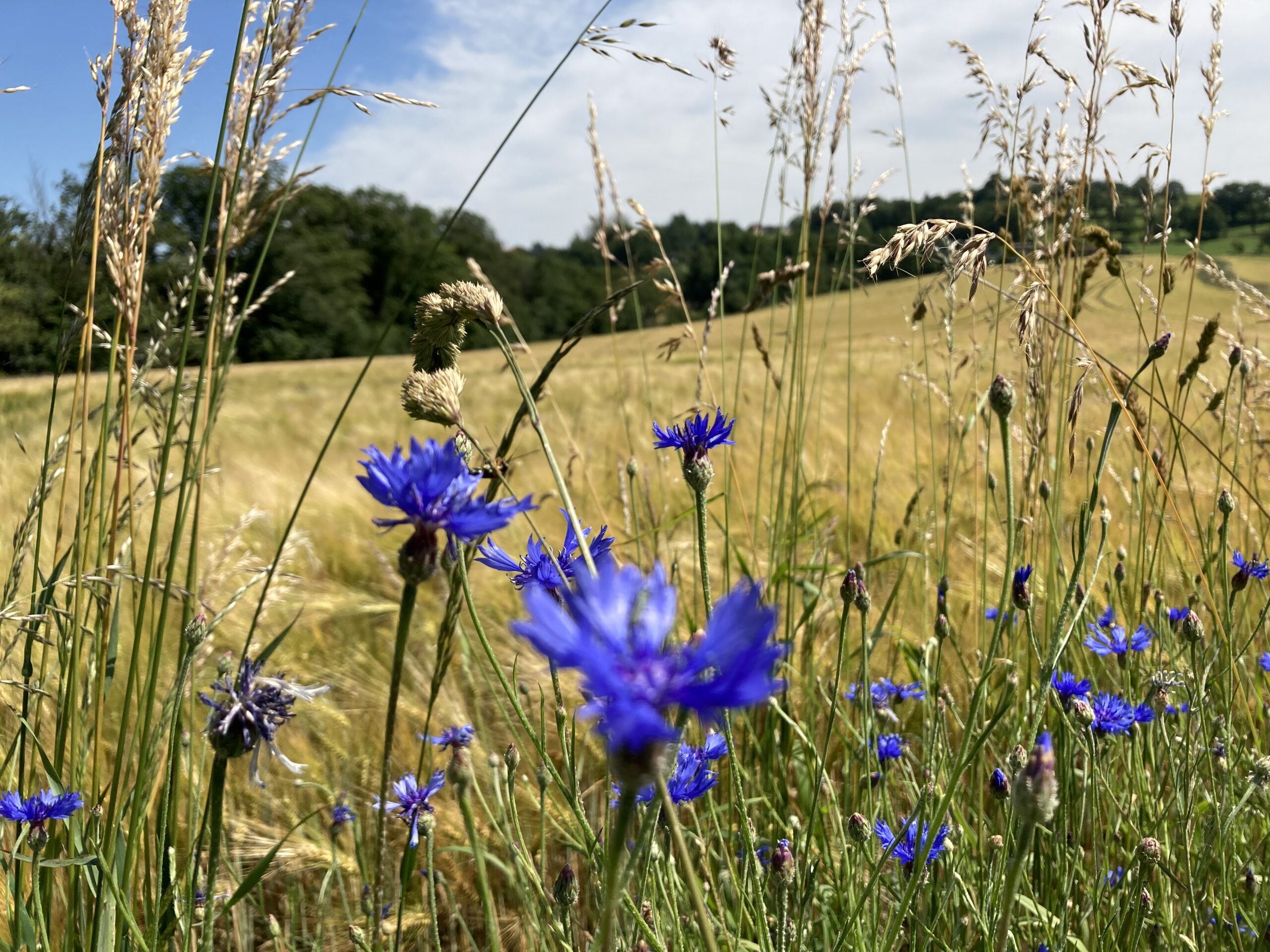 Kornblumen vor Gerstenfeld