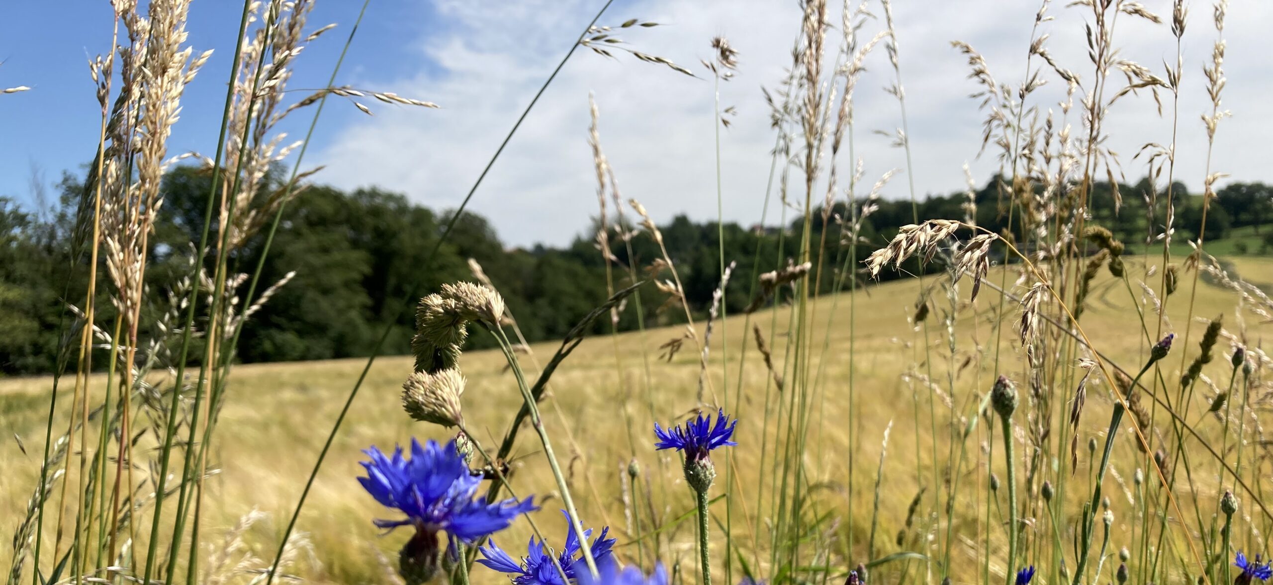 Kornblumen vor Gerstenfeld