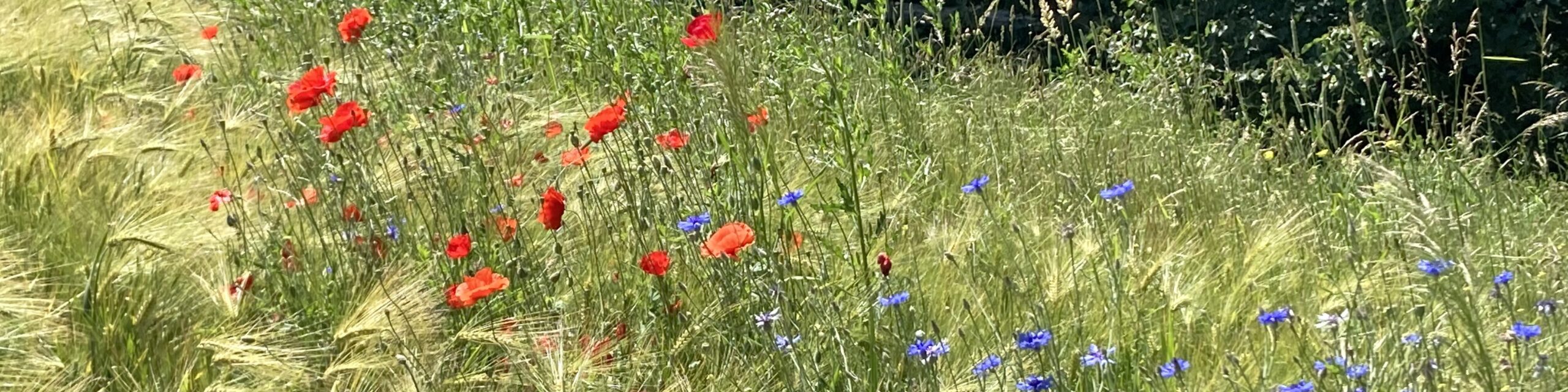 Mohn und Kornblumen in einem Gerstenfeld