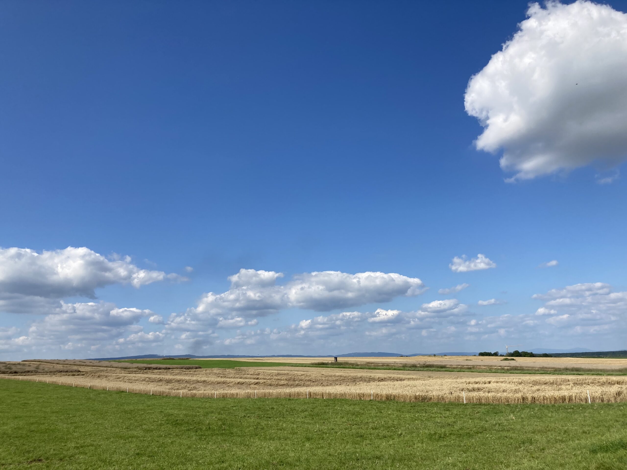 Weizenfelder im Sommer