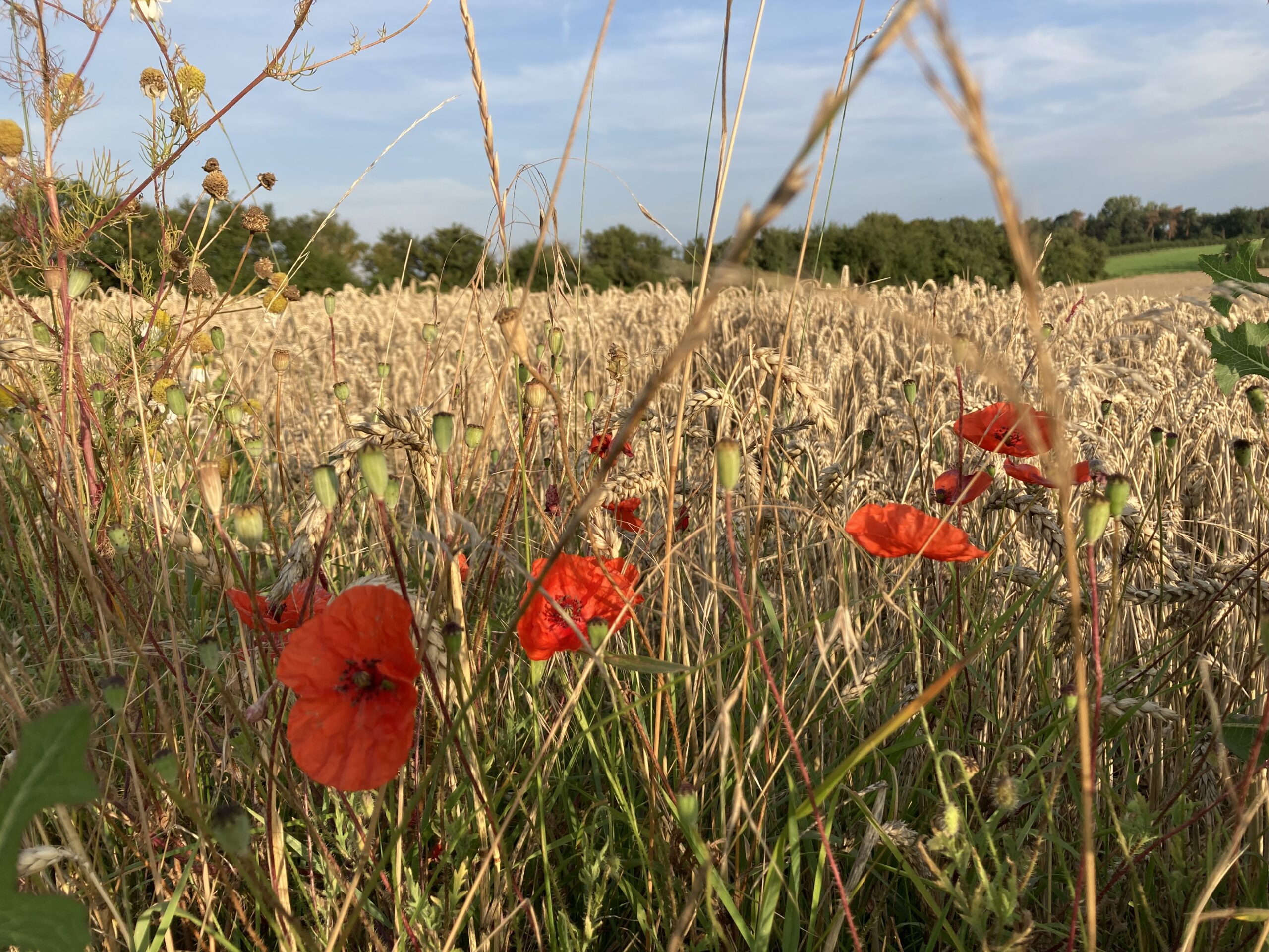 Mohnblumen vor Weizenfeld