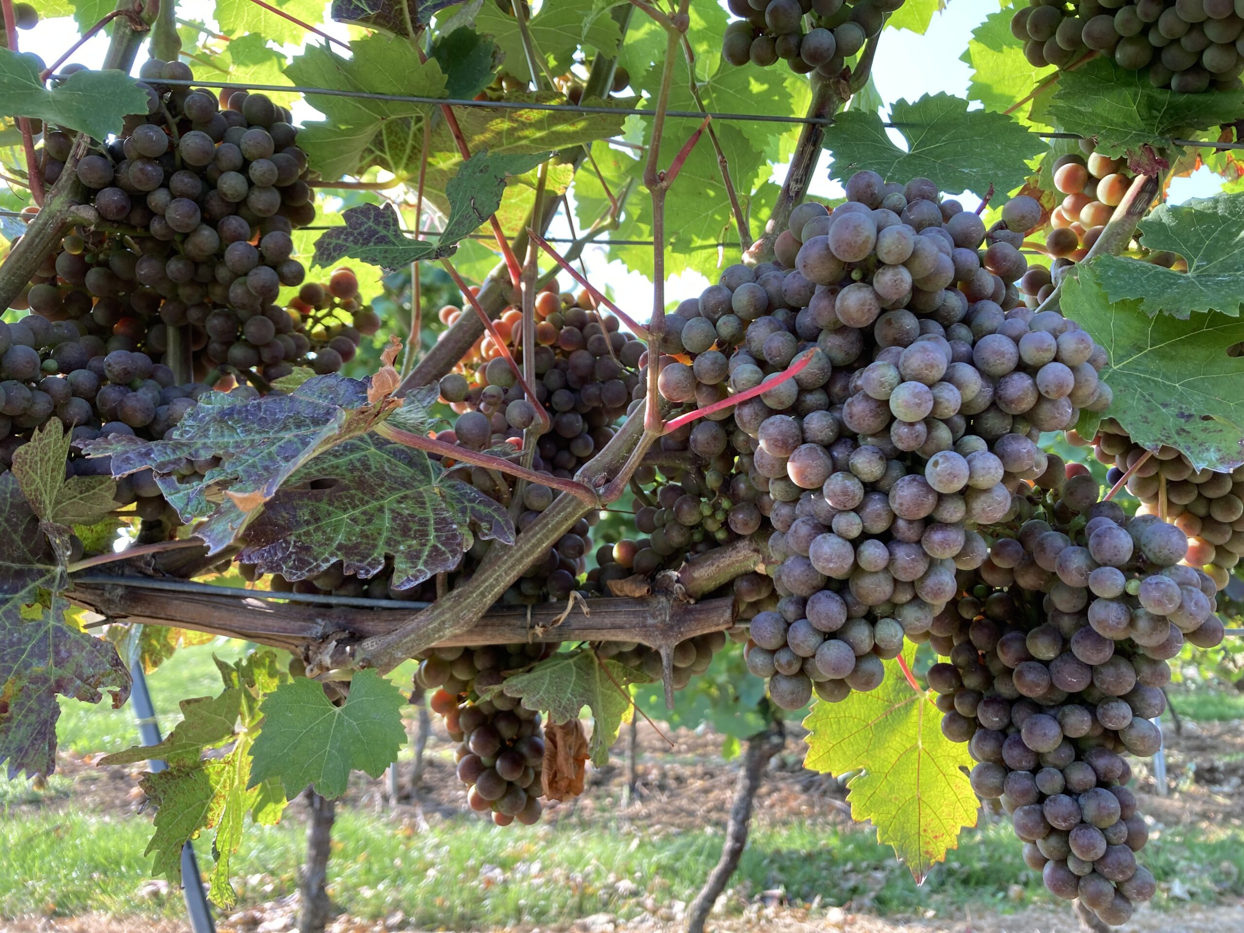 Weintrauben am Weinstock