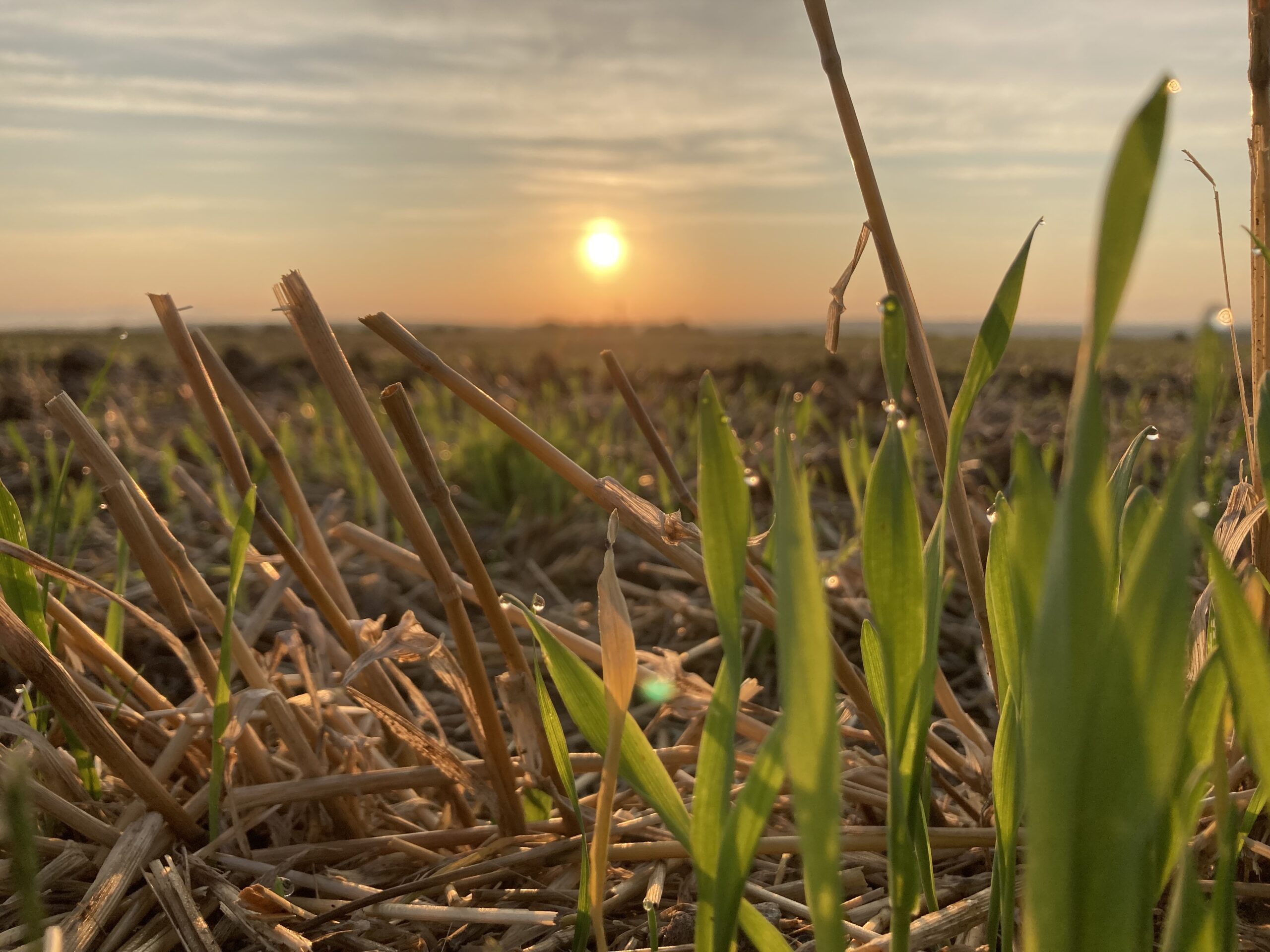 Weizenfeld be Sonnenaufgang