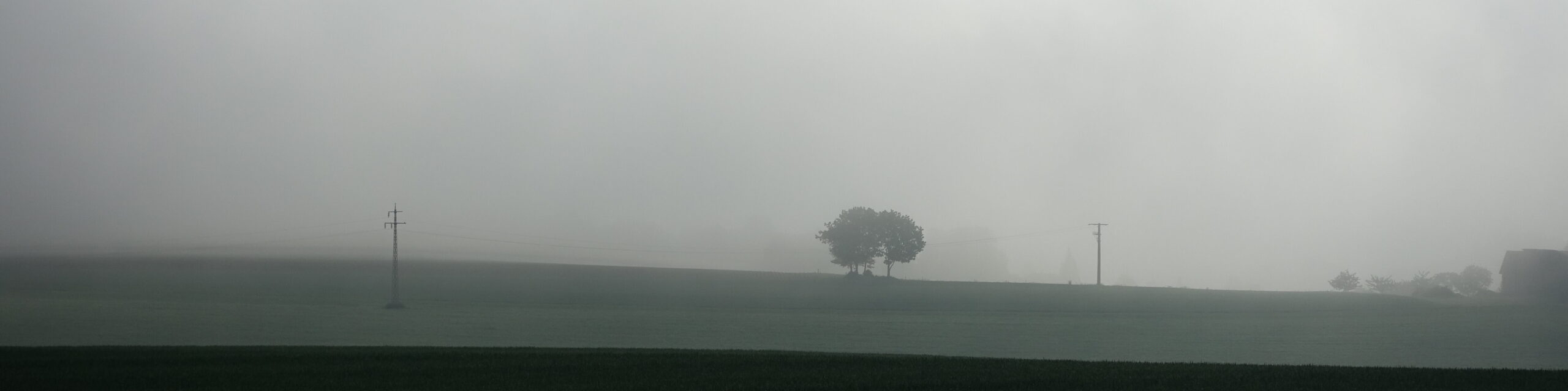 Bäume im Nebel