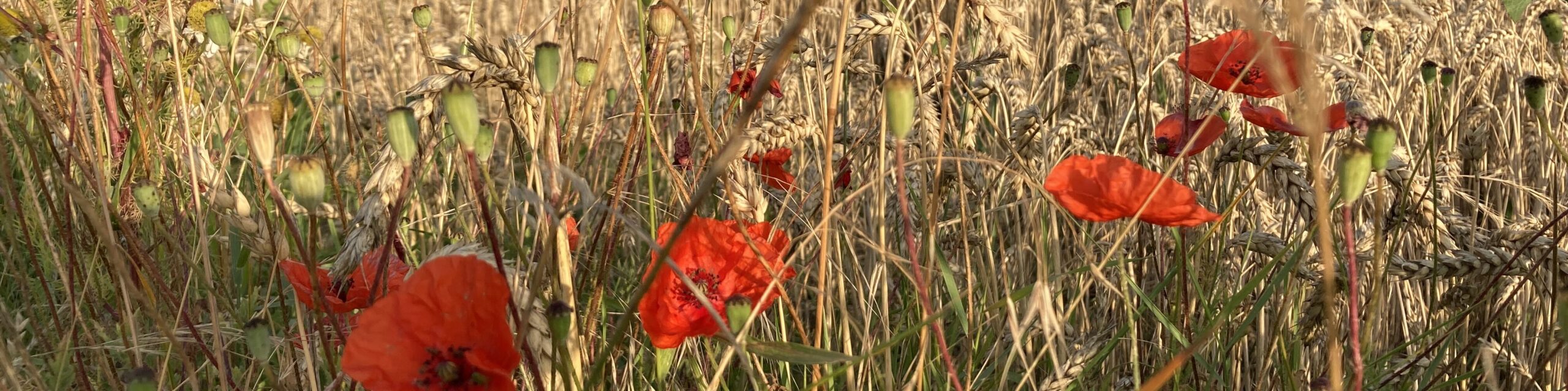 Mohnblumen vor Weizenfeld