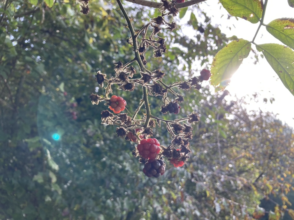 Brombeeren im Gegenlicht