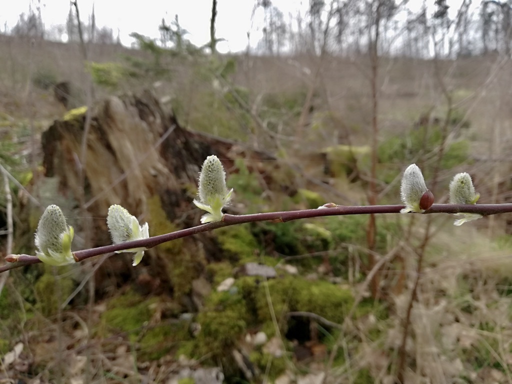 Knospen im Frühling