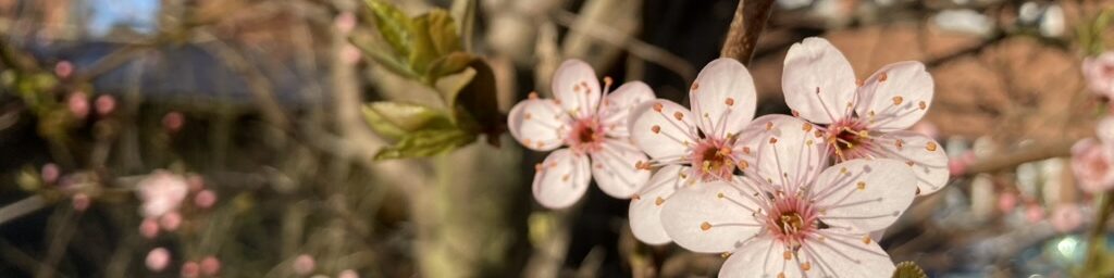 Mandelblüten