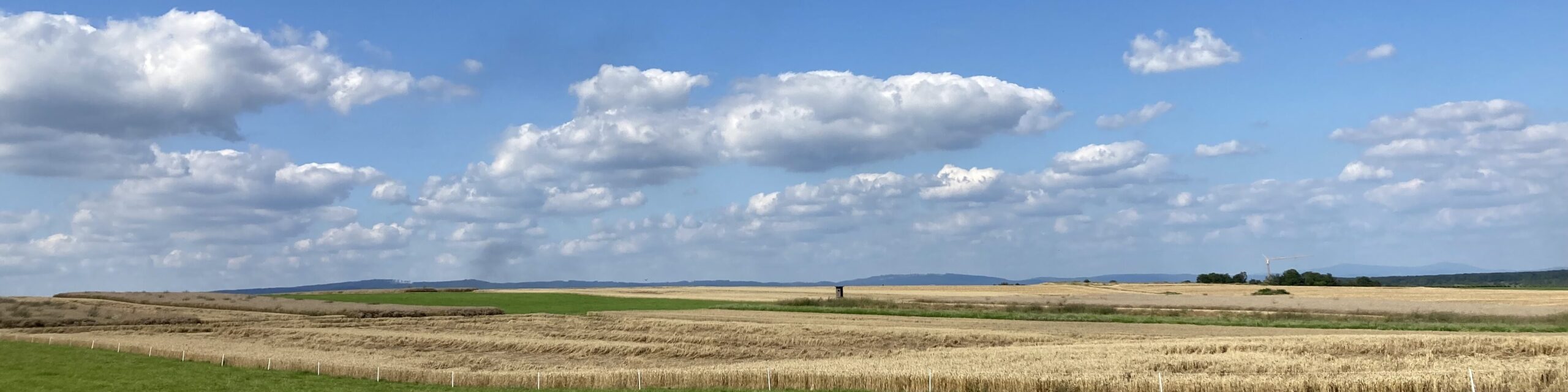 Weizenfelder im Sommer