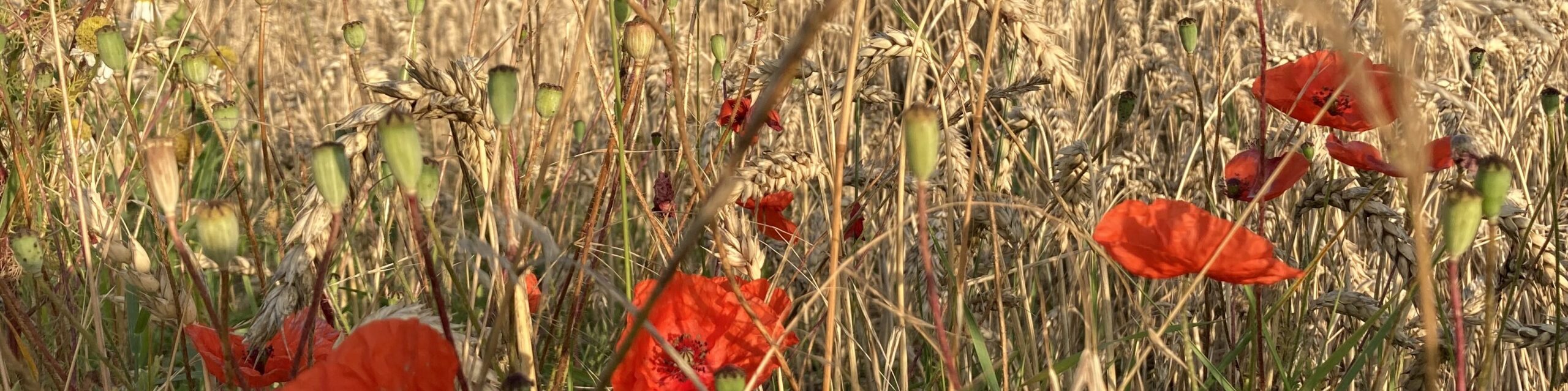 Mohnblumen vor Weizenfeld