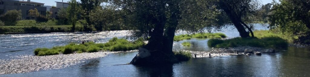 Weide im Wasser