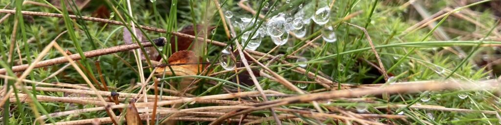 Wassertropfen im Moos