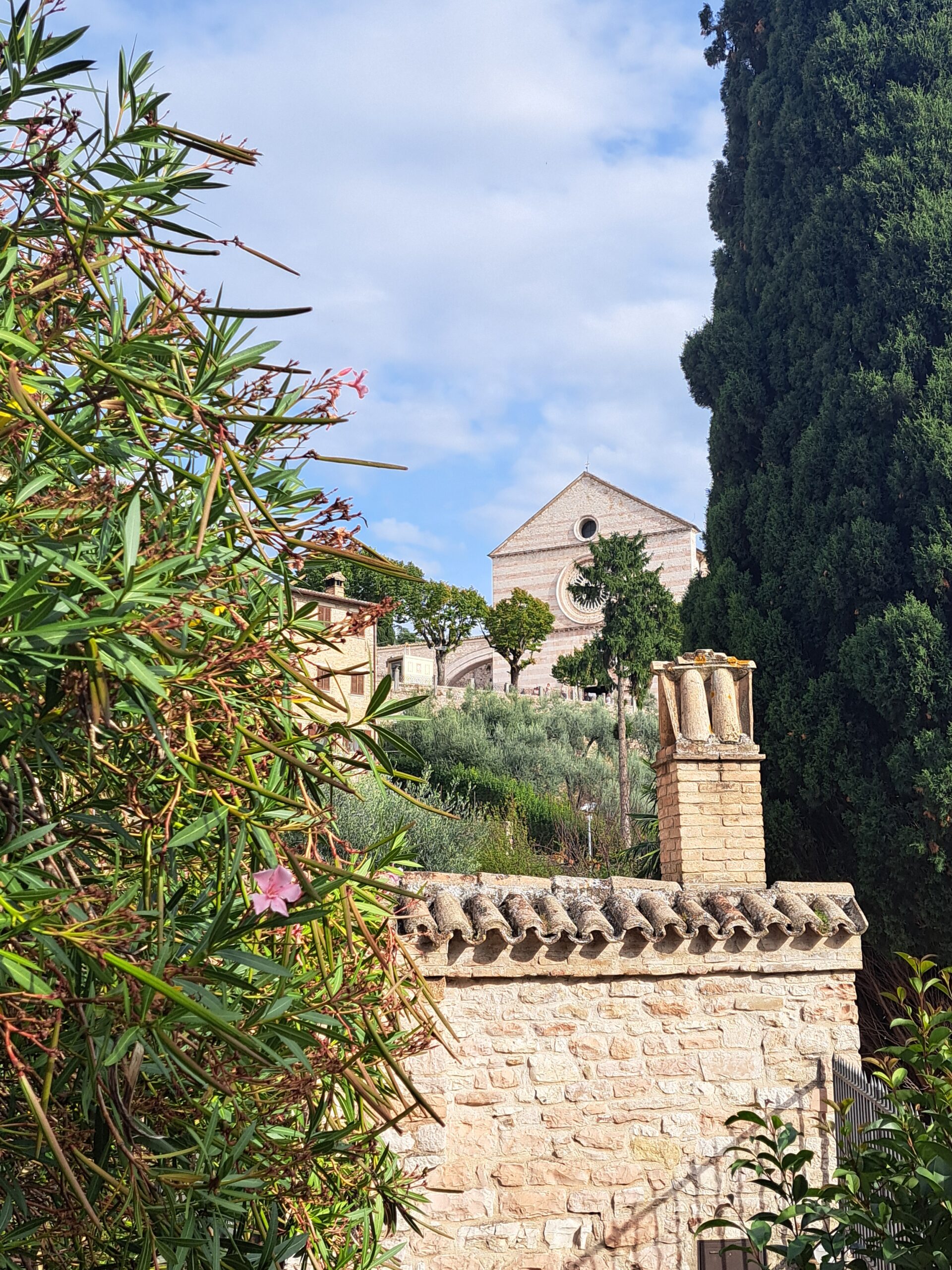 20250914_163022 Blikc druch Oleander und olivenbäume auf die Basilika S. Chiara in Assisi