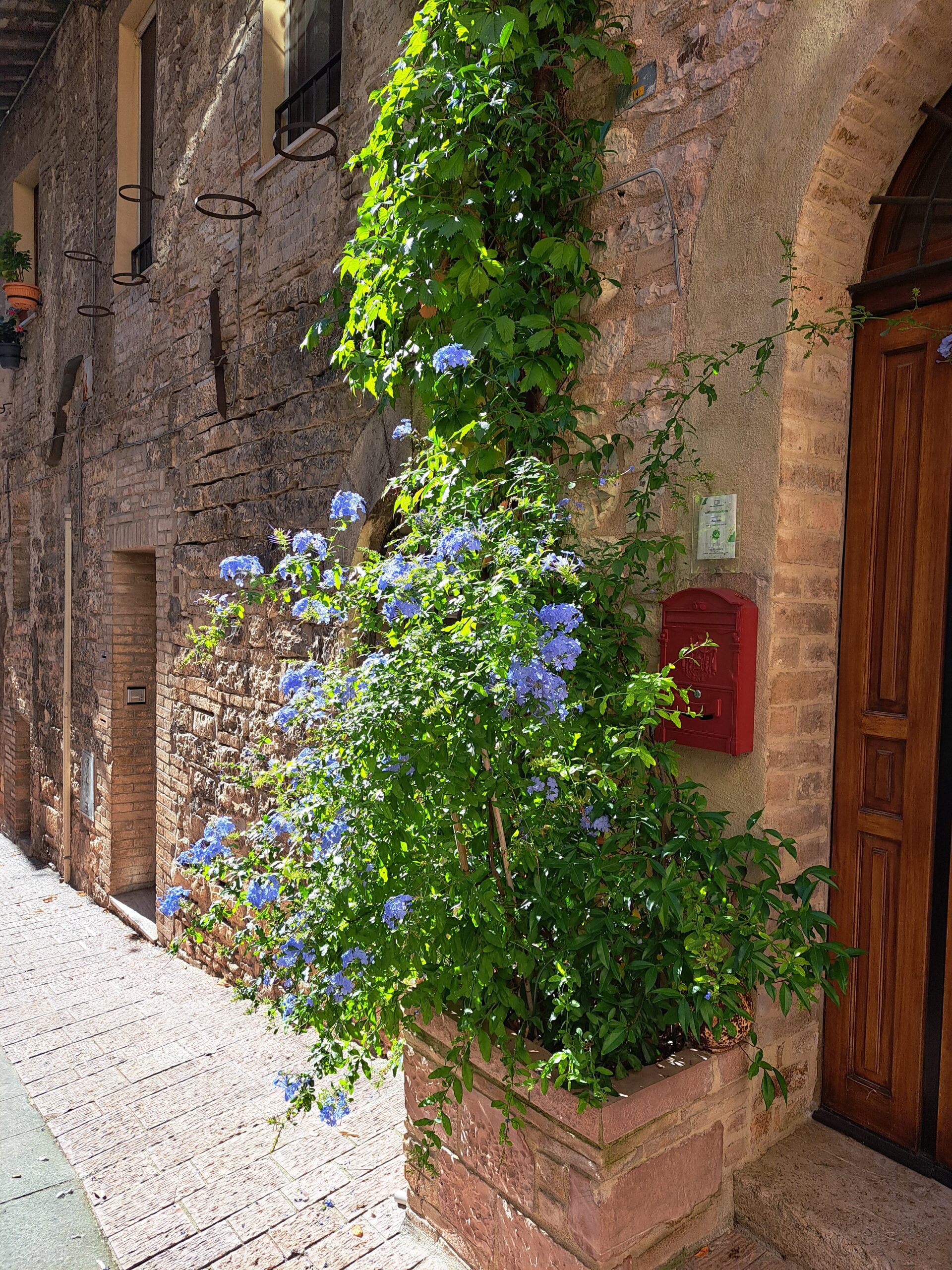 20250915_100245 Blumenranke mit blauen Blüten an einer Mauer