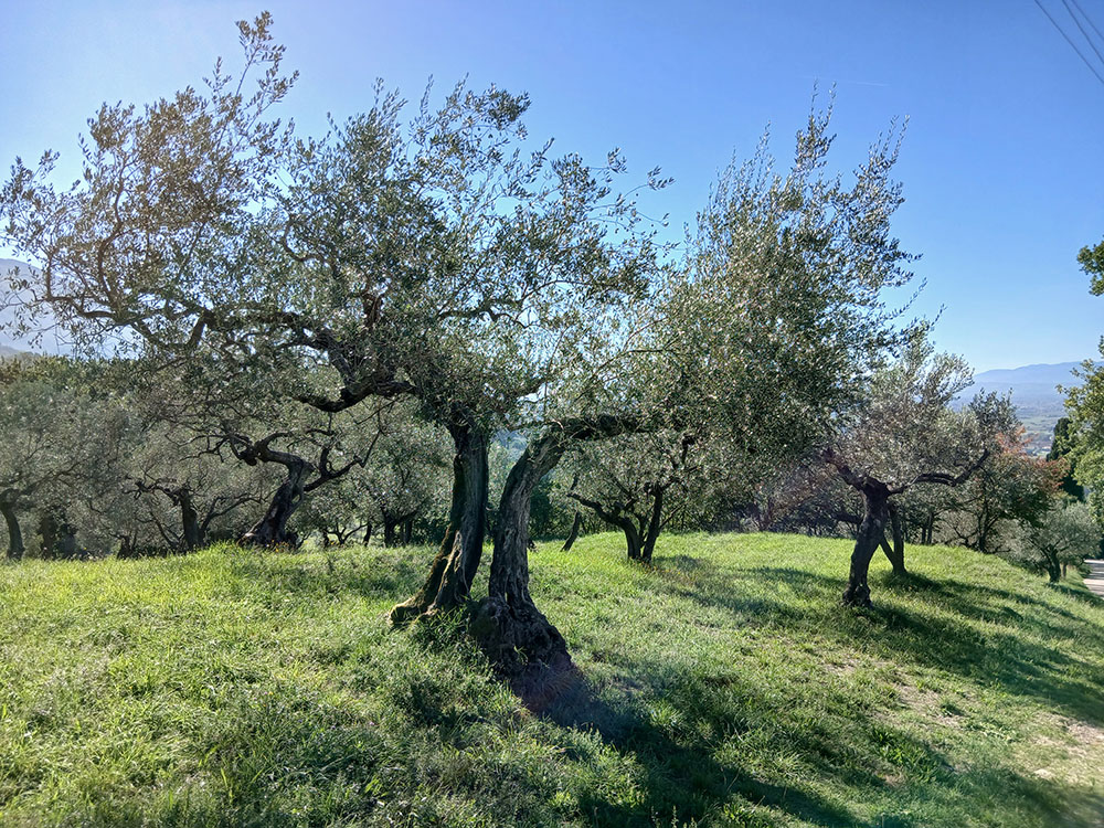 Auf dem Weg von Assisi nach San Damiano Olivenhain