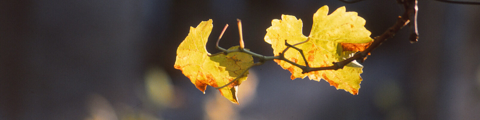 Weinblätter im Gegenlicht