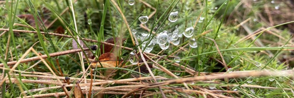 Wassertropfen im Moos