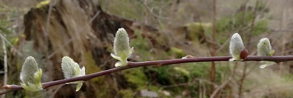 Knospen im Frühling