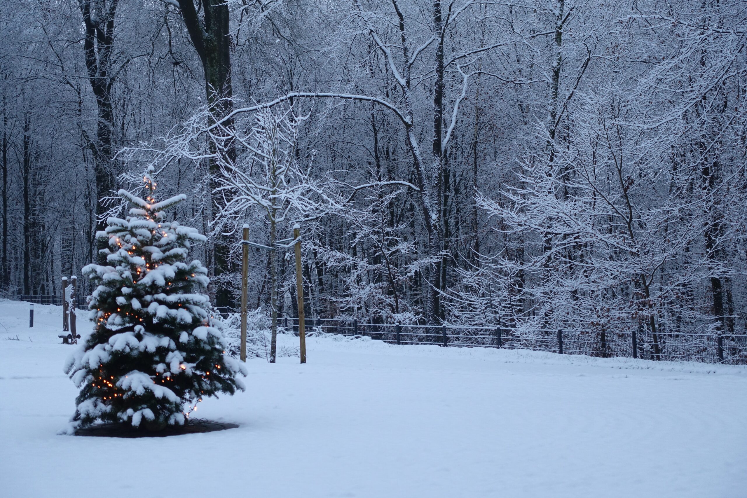 Baum mit Lichterkette in winterlicher Landschaft