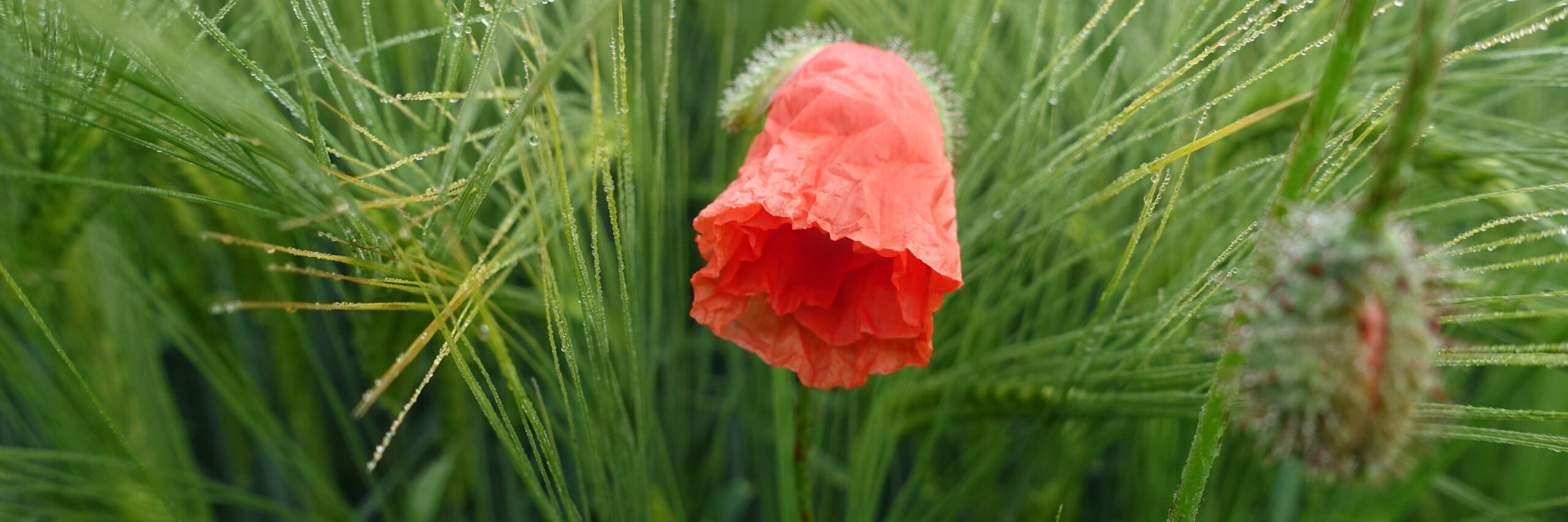 Gerste mit Mohnblume