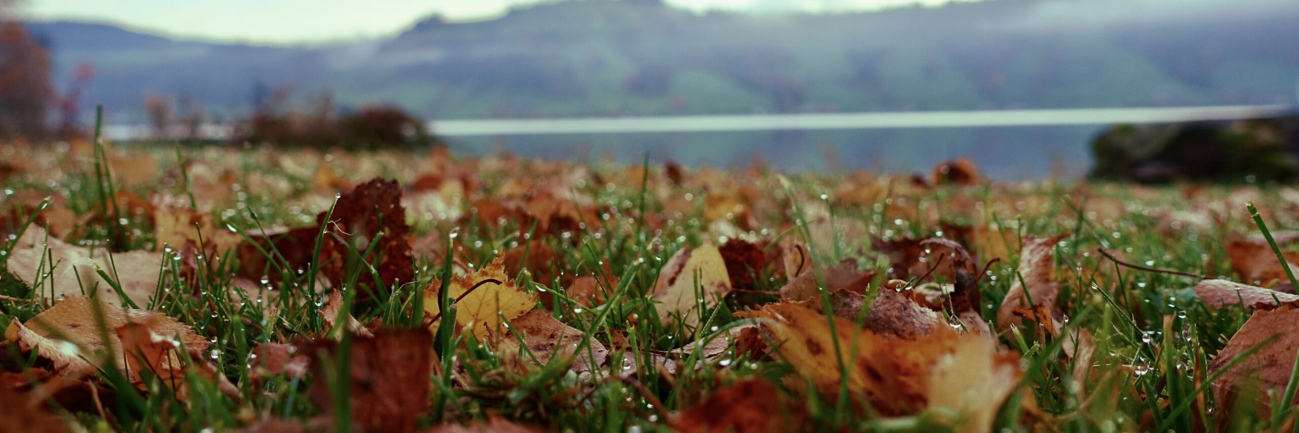 Buntes Herbstlaub und taubenetzte Grashalme vor See und Hügel