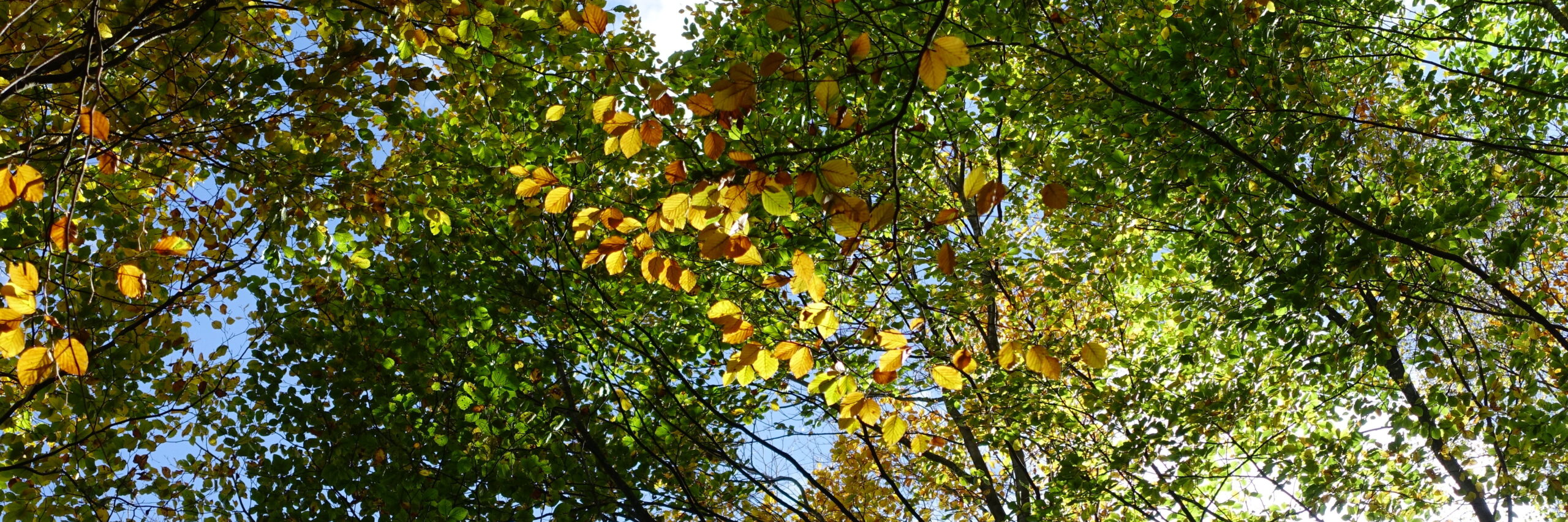 Ein Ast mit goldgelben, leuchtenden Blättern vor einem Laubwald. Im Hintergrund Blauer Himmel