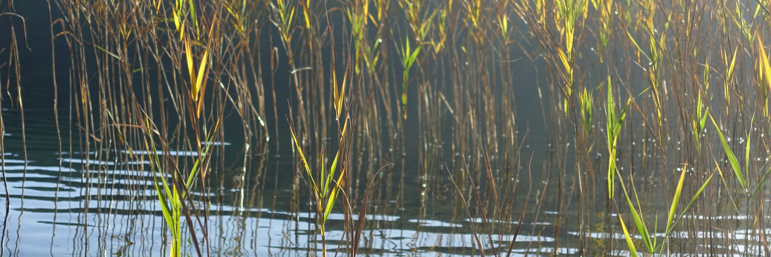 Schilf im Gegenlicht, das Wasser in dem das Schilf schlägt leichte Wellen