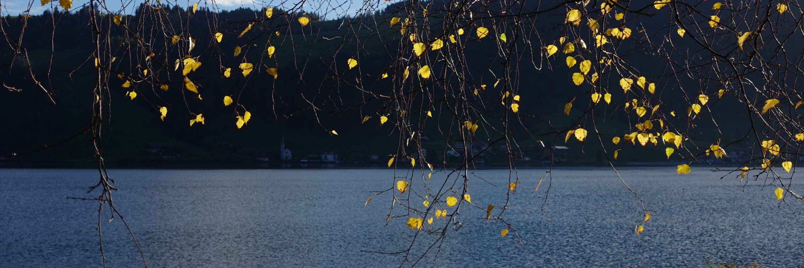 ein Birkenast mit leuchtend geleben Blättern vor einem dunklen Hintergrund