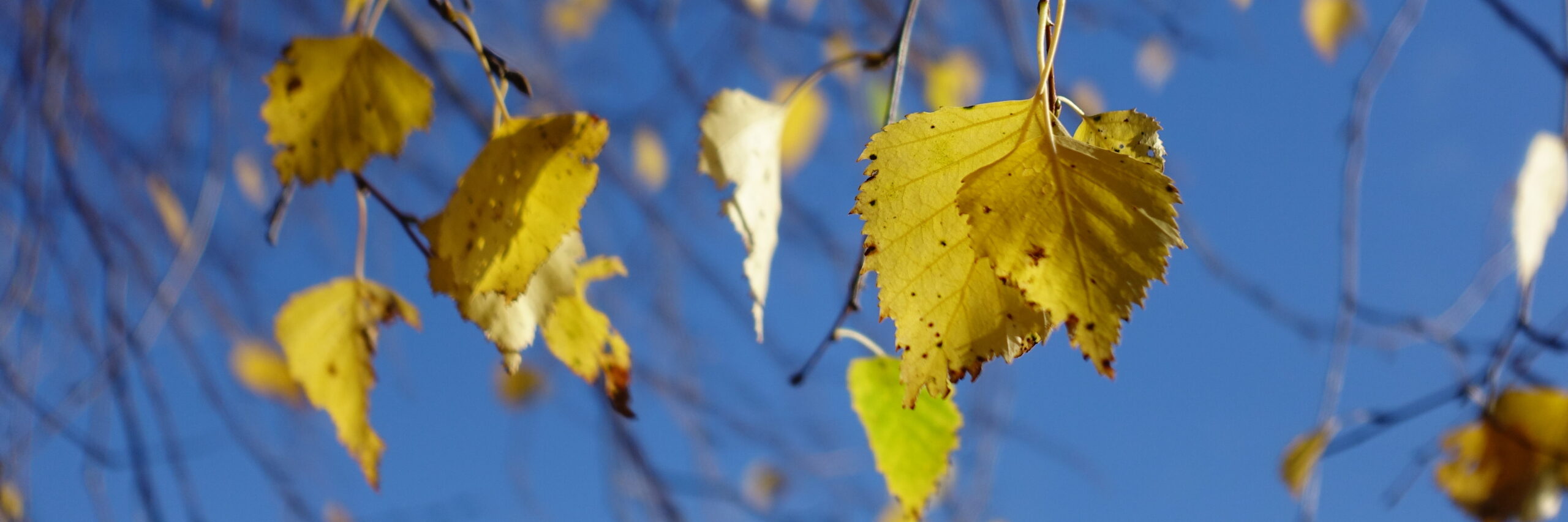 Leuchtend gelbe Birkenblätter vor blauem Himmel