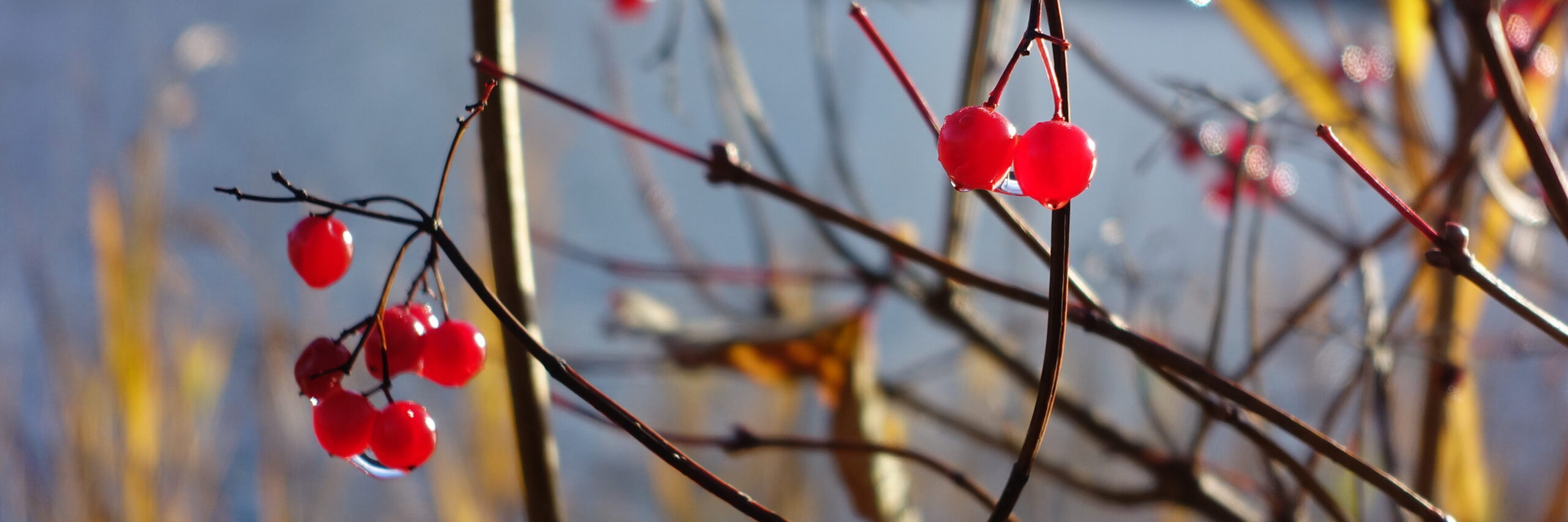 Rote Beeren und gelber Schilf vor blauem Hintergrund