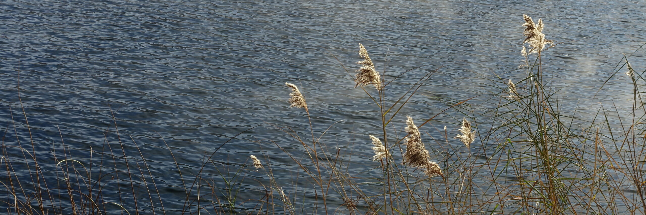 Leuchtene Schilfstängel vor stahlblauem Wasser