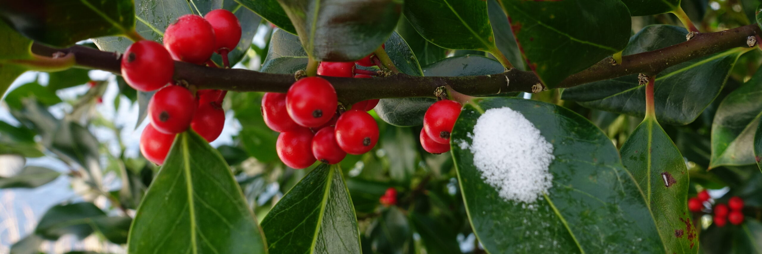 DSC01312 ein zweig mit roten Beeren, grünen Blättern und Schnee