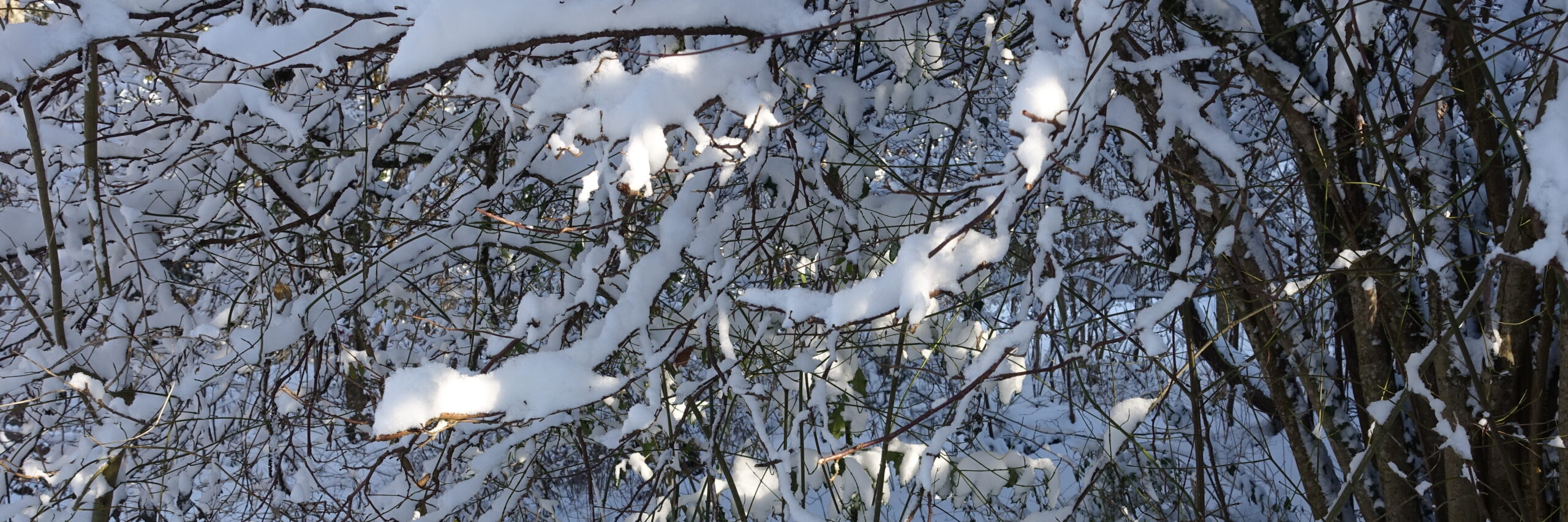 Schneebedeckte Äste mit Sonnenflecken