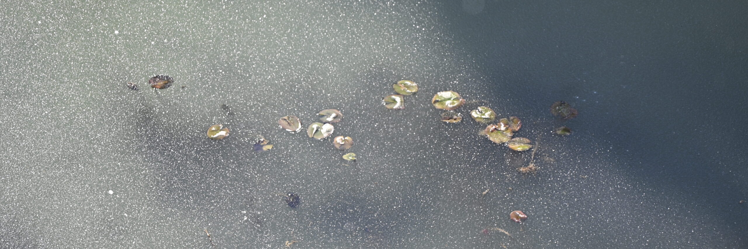 Seerosenblätter in einem zugefrorenen Teich