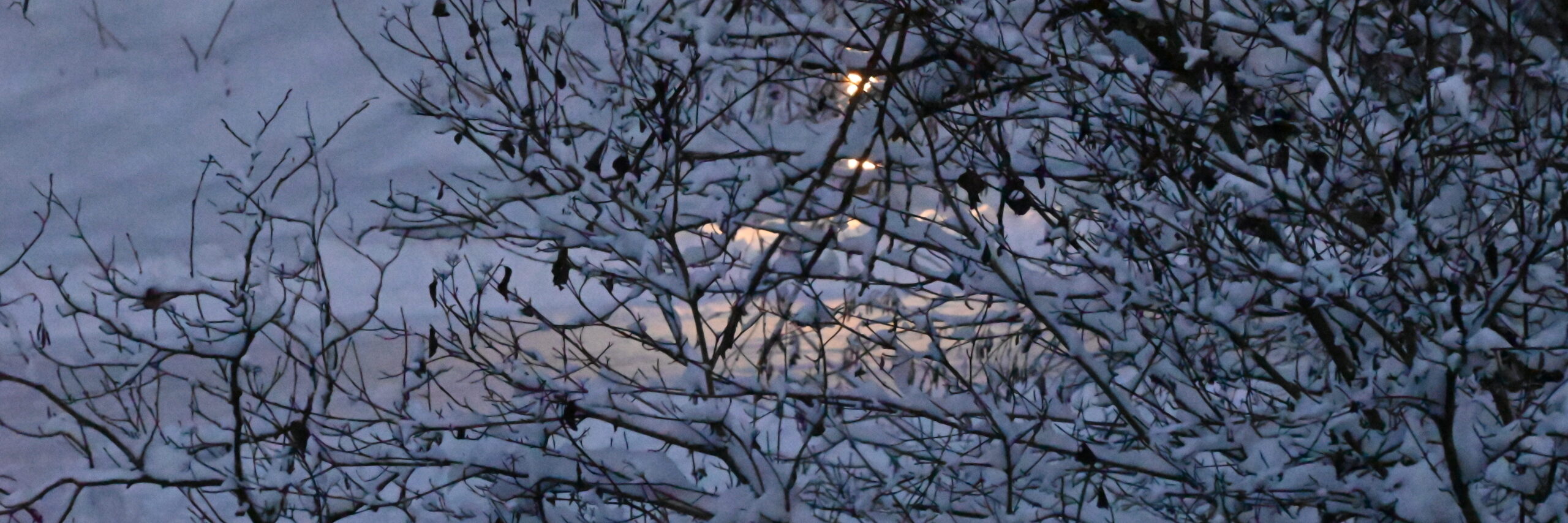 eine Straßenlaterne hinter schneebedeckten Ästen