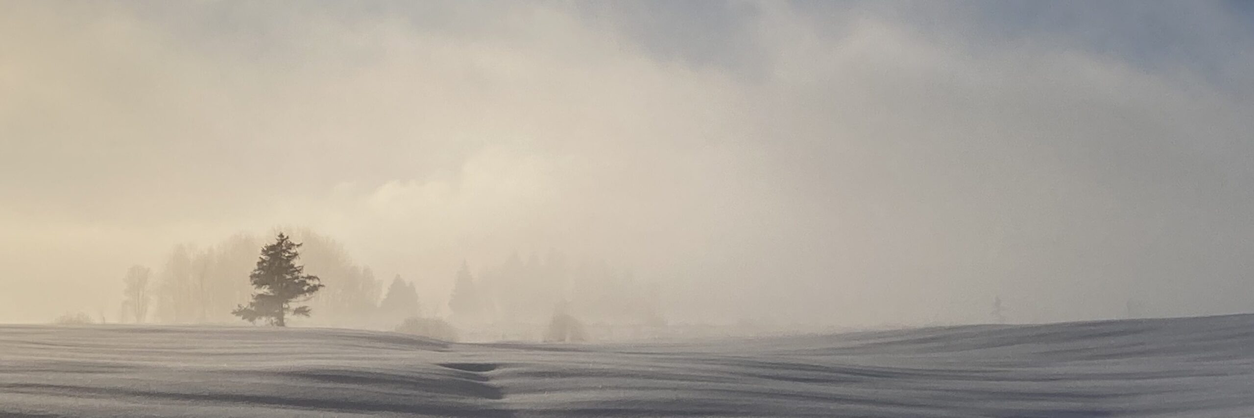 Scheelandschaft mit leichtem nebel und einem einzelnen Baum am Horizont