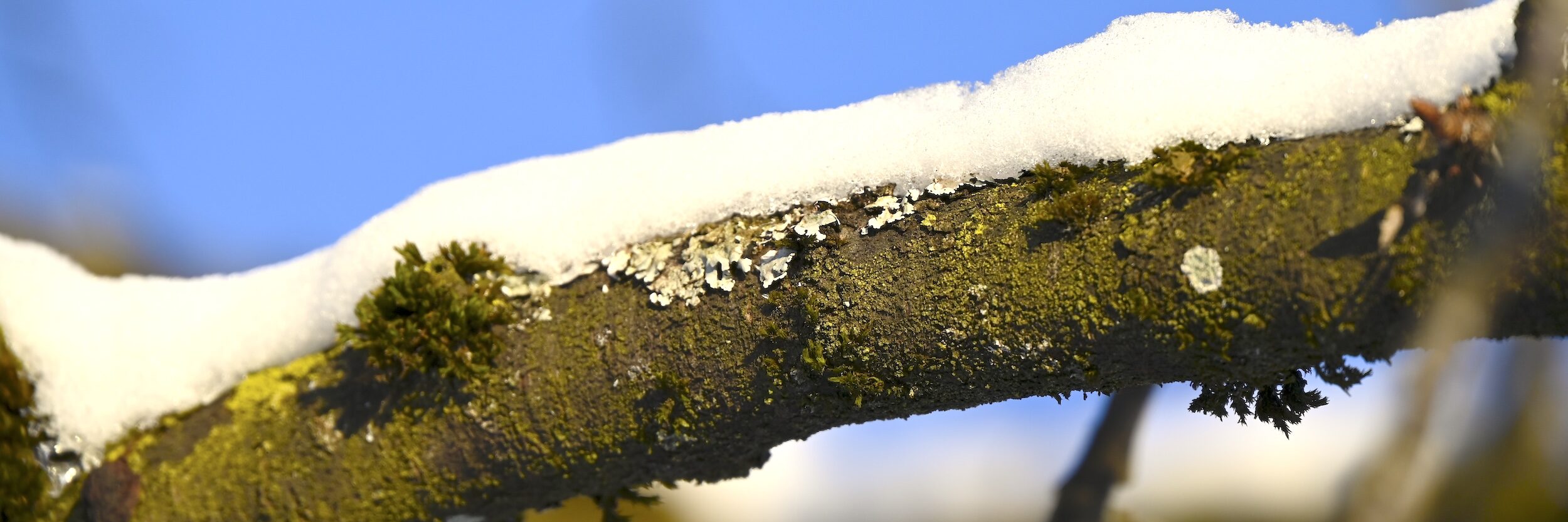 Ein Ast mit Schnee bedeckt vor blauem Himmel