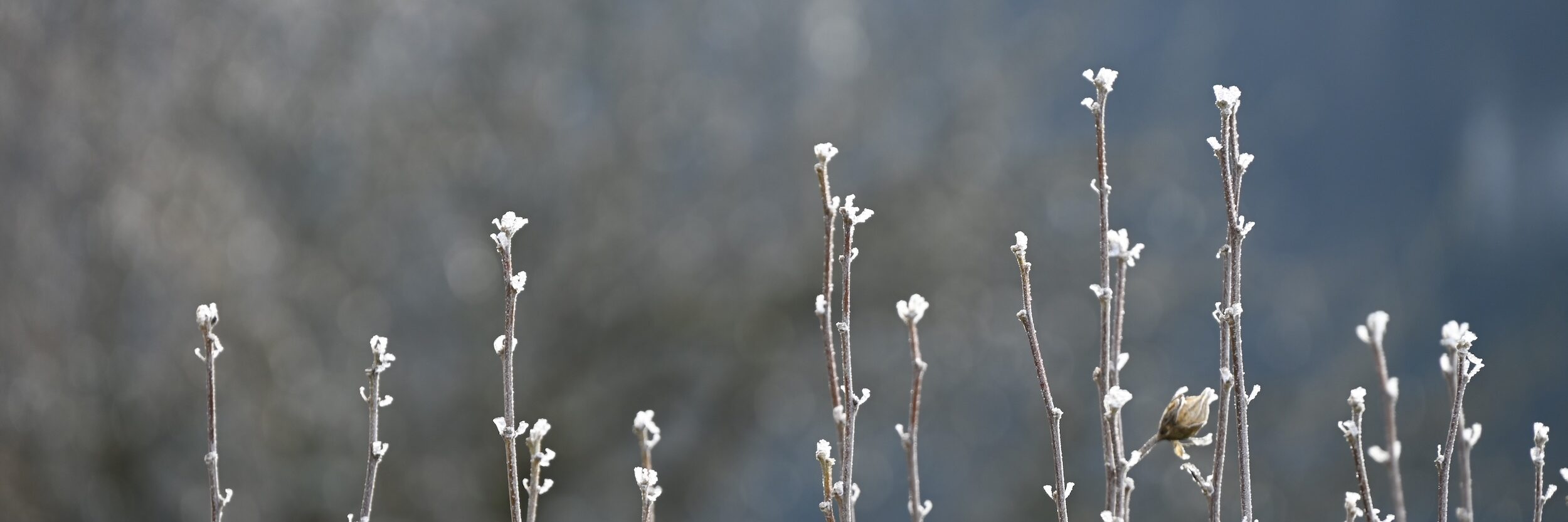 Mit Reif überszogene Äste