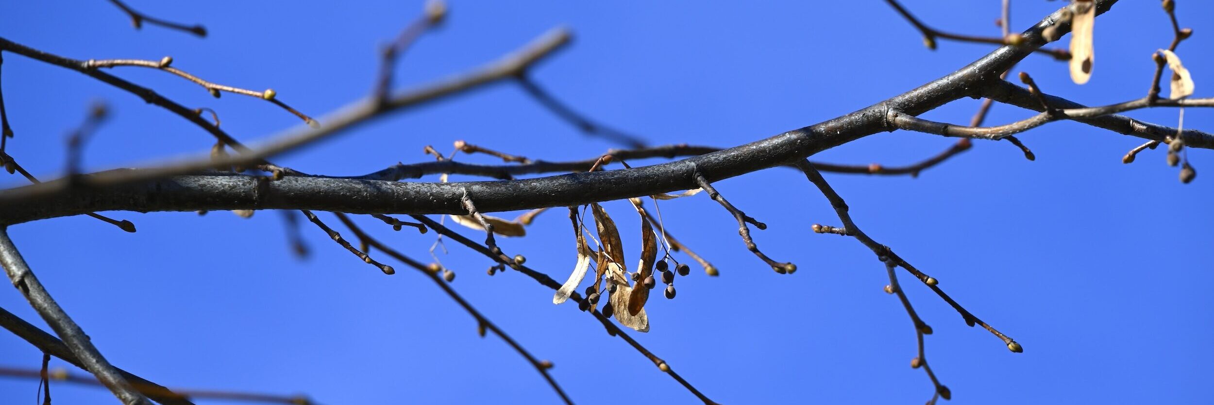 Äate mit den letzten Blättern vor blauem HImmel