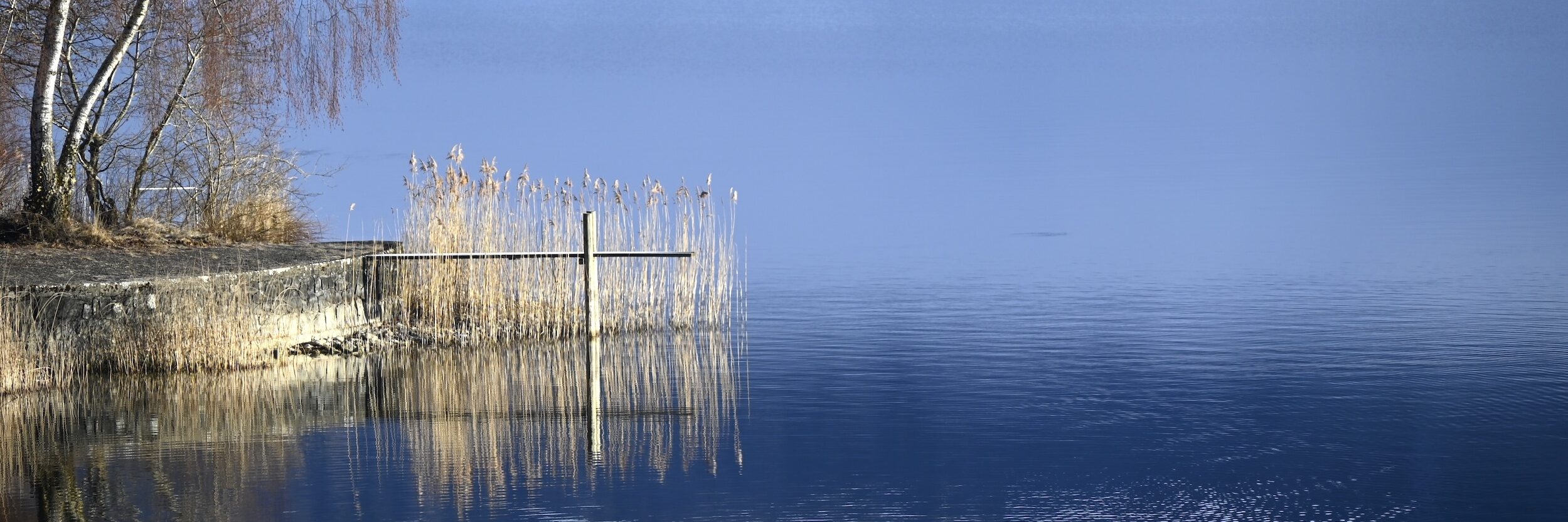 Morgenstimmung am See mit Birke und Schilf