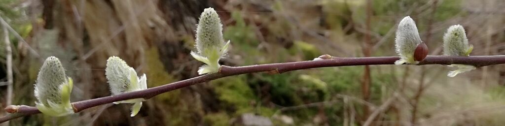 Knospen im Frühling