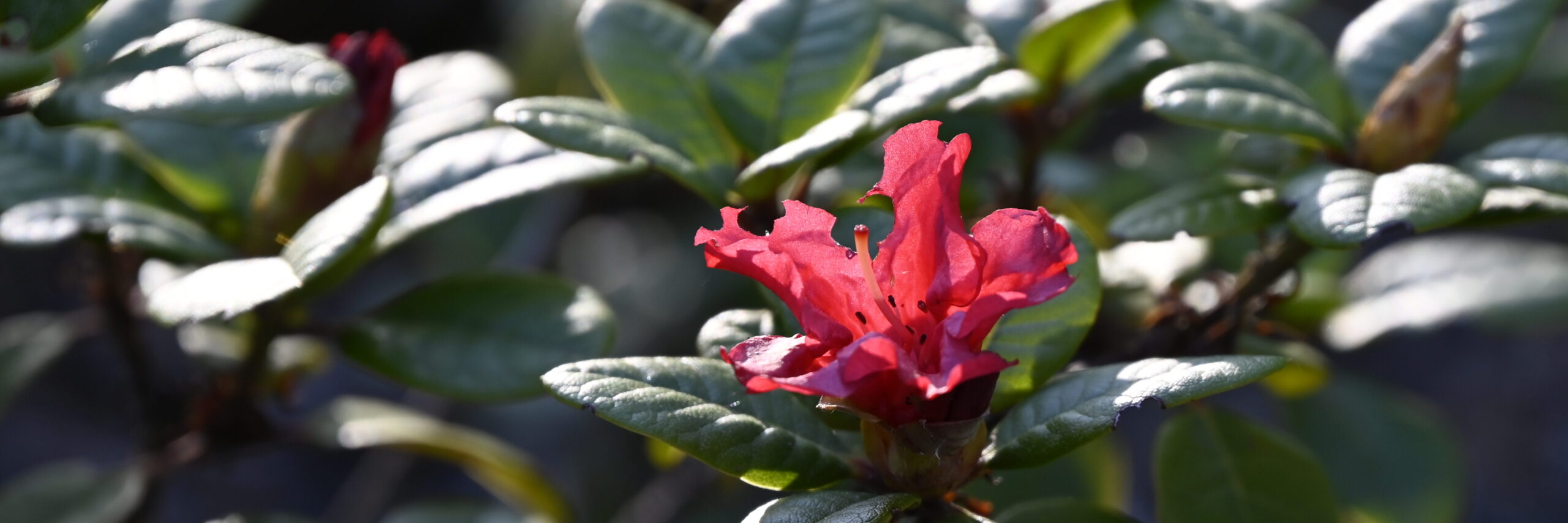 Azaleenblüte im Gegenlicht