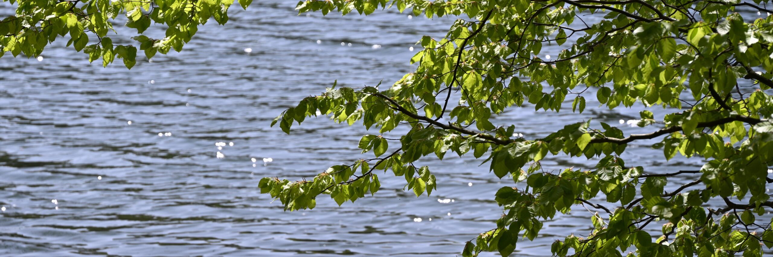 Buchezweige vor glitzerndem Wasser