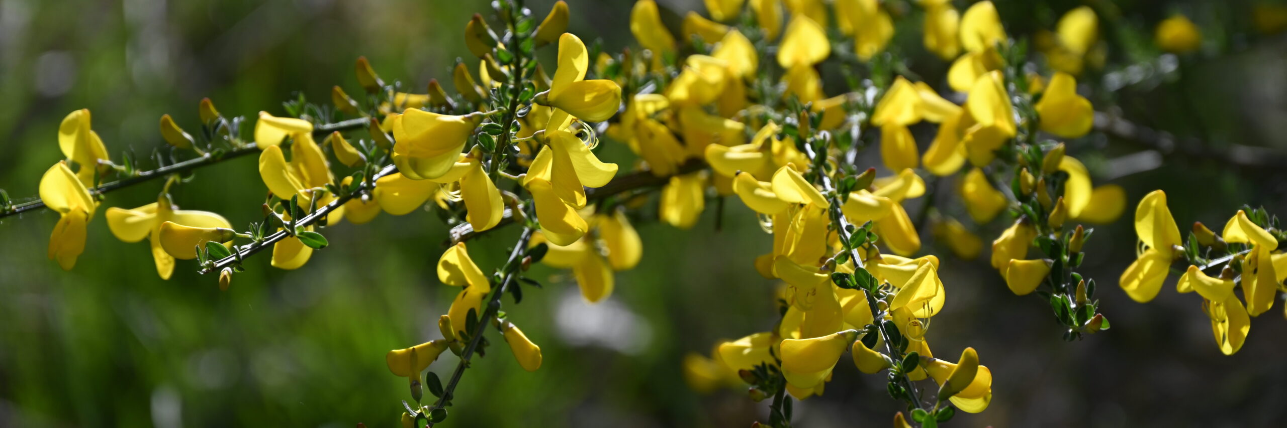 Gingsterblüten
